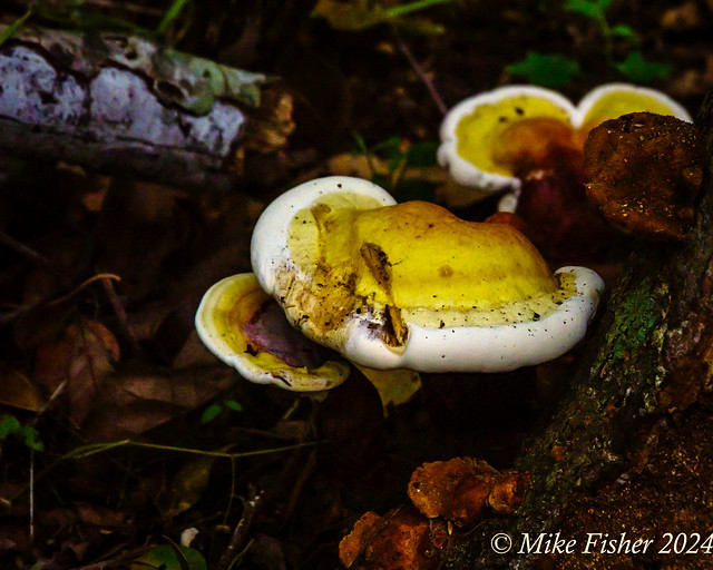 Toe Fungus for Trees