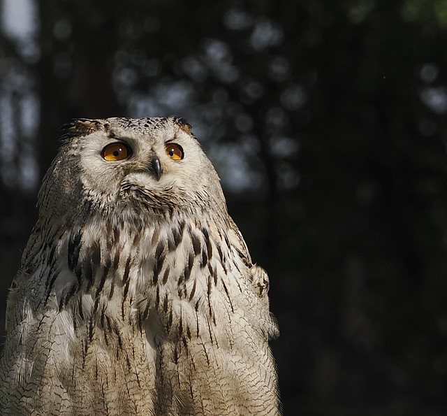 oasi european great owl