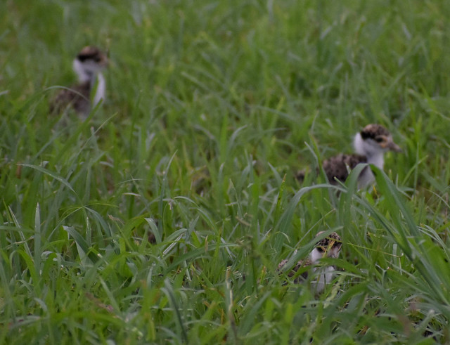 Masked lapwing chicks, Mount Low, Townsville, QLD, 30/01/24