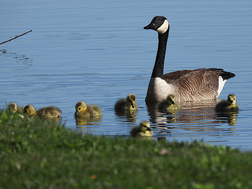 Canada Goose (Branta canadensis) 2024-04-15 (4) Canada Goose (Branta canadensis) - 15 April 2024 - Portage Lake Unit--Waterloo St Rec Area, Waterloo Township, Jackson County, Michigan