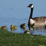 Canada Goose (Branta canadensis) 2024-04-15 (4) Canada Goose (Branta canadensis) - 15 April 2024 - Portage Lake Unit--Waterloo St Rec Area, Waterloo Township, Jackson County, Michigan