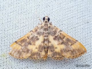 Pearl moth (Spilomelinae) - P3115184