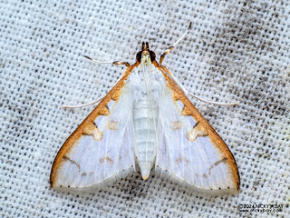 Pearl moth (Palpita sp.) - P3114060