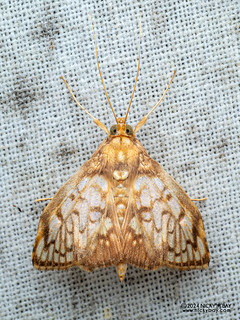 Pearl moth (Neoanalthes pseudocontortalis) - P3114079