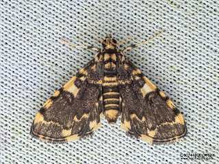 Pearl moth (Desmia aceoalis) - P3103700