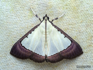 Snout moth (Pitama hermesalis) - P3103654