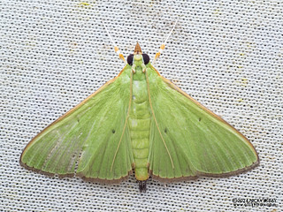 Pearl moth (Parotis sp.) - P3103632