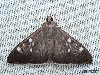 Pearl moth (Syllepte sp.) - P3103588