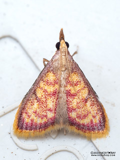 Snout moth (Carminibotys sp.) - P3092347
