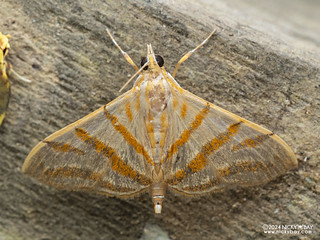 Snout moth (Pagyda sp.) - P3092384