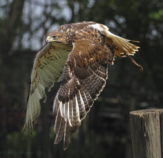 oasi red tailed hawk