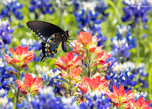 Pipevine Swallowtail on Indian Paintbrush in a sea of Texas Bluebonnets in Texas Hill Country