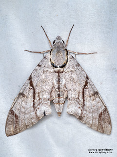 Sphinx moth (Notonagemia analis) - P3137503