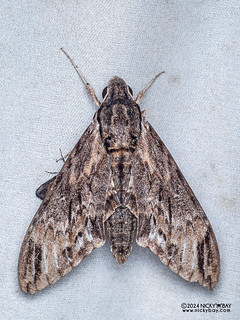 Sphinx moth (Psilogramma discistriga) - P3103140