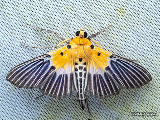 Pearl moth (Nevrina procopia) - P3125608