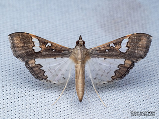Pearl moth (Maruca vitrata) - P3115374