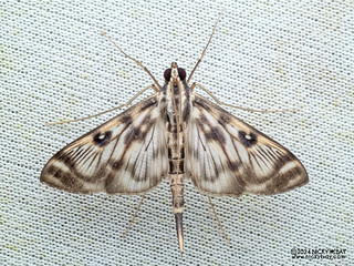 Pearl moth (Rhimphalea sp.) - P3103769