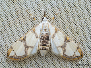 Pearl moth (Cirrhochrista sp.) - P3103724