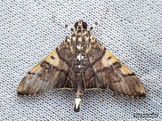 Pearl moth (Nothomastix pronaxalis) - P3103073