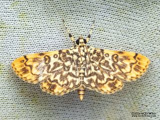 Pearl moth (cf. Lamprosema sp.) - P3092329