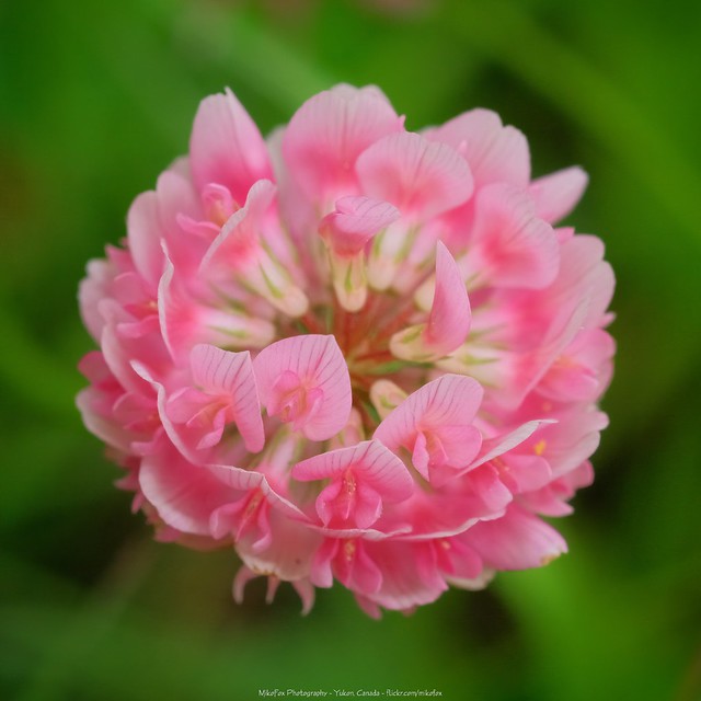 Alsike Clover [Trifolium hybridum]