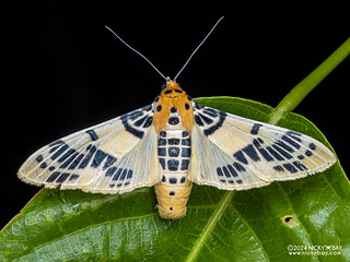 Pearl moth (Pachynoa spilosomoides) - P3114105