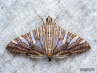 Pearl moth (Glyphodes sp.) - P3114099