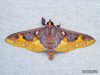 Pearl moth (Polygrammodes moerulalis) - P3103773