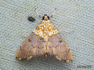 Pearl moth (Agrotera sp.) - P3103716