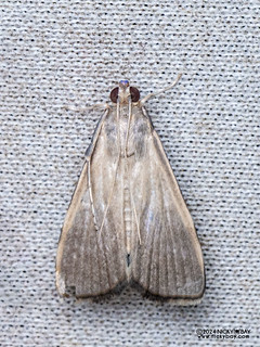 Snout moth (Crambidae) - P3103565b