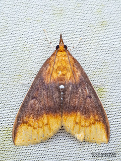 Pearl moth (Lipararchis tranquillalis) - P3102808