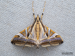 Pearl moth (Agrioglypta sp.) - P3092231