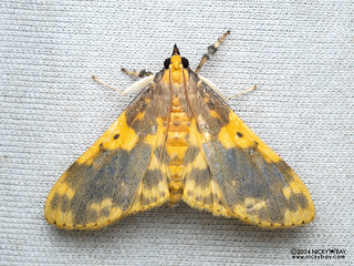 Pearl moth (Pachynoa thoosalis) - P3092175
