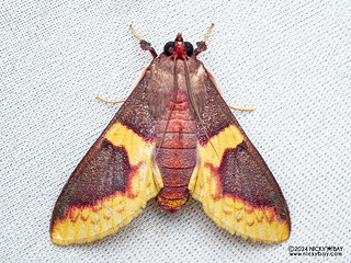 Pearl moth (Pachynoa purpuralis) - P3092059