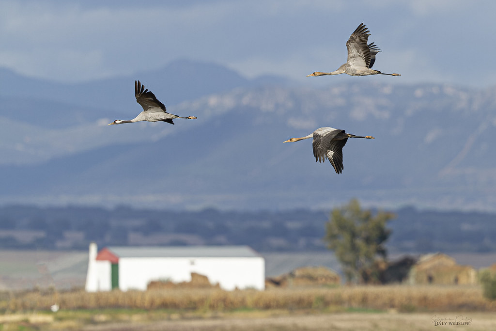 Common Cranes(Grus grus) Scene Ex Nov. Spain_3801jpg