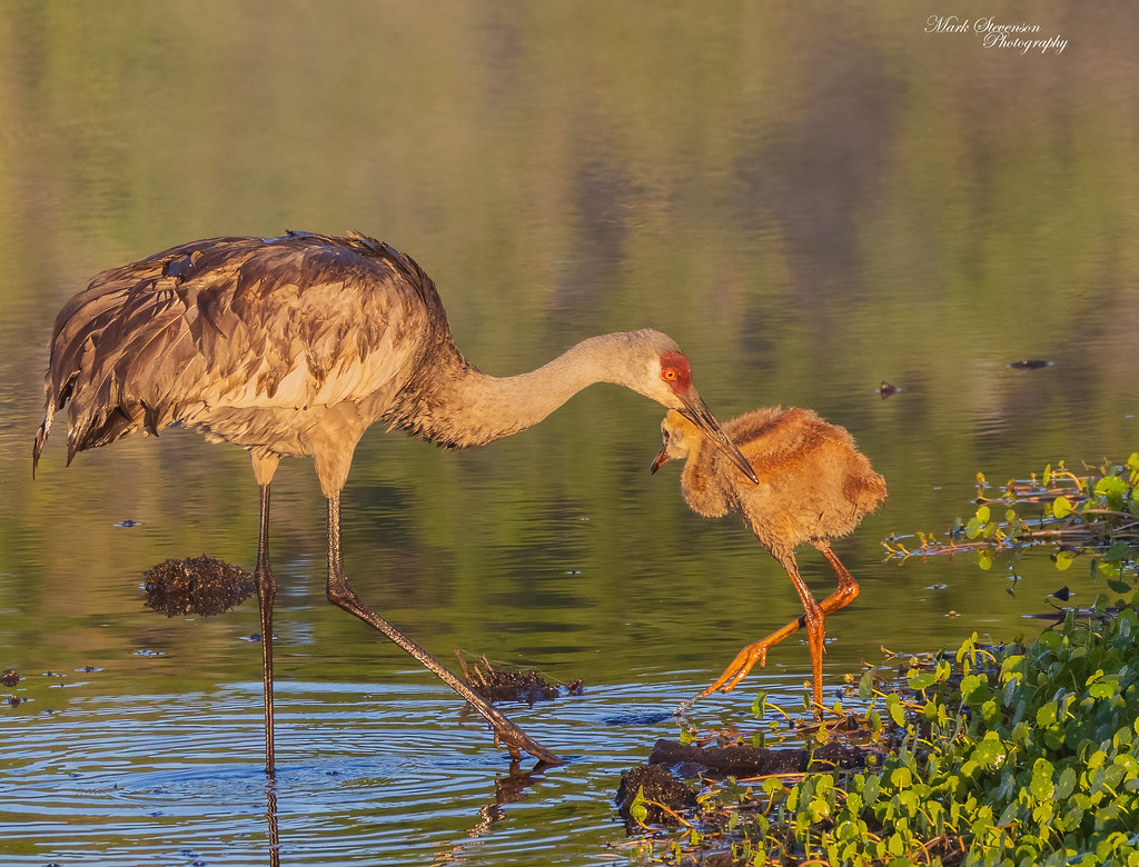 Sandhill Crane with its 3 week old colt