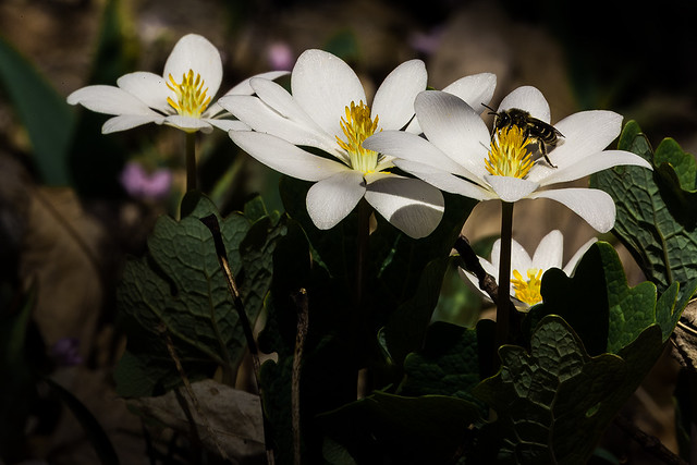 Blood Root with a Bee_15