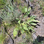 2023.07.15_12.51.27 Arrowleaf balsamroot (Balsamorhiza sagittata), Aster family (Asteraceae).
Round Valley Preserve, Summit County, Utah.
