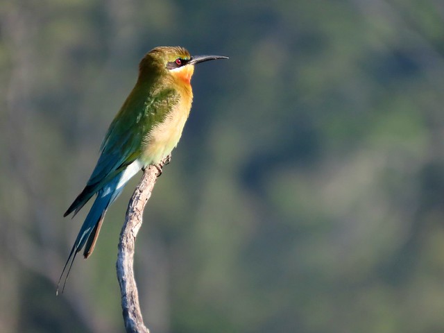 The blue-tailed bee-eater (Merops philippinus)