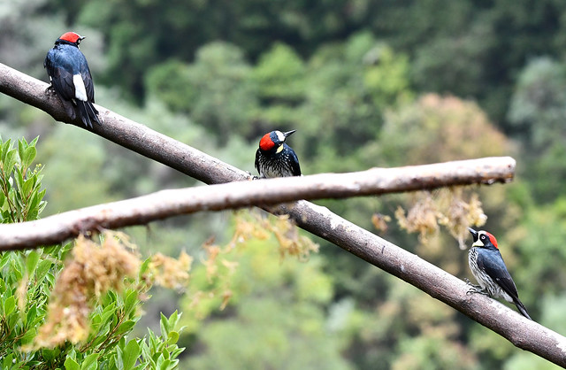 Acorn Woodpecker (Melanerpes formicivorus)