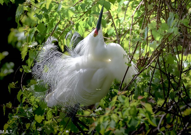 Snowy Egret Mating Dance