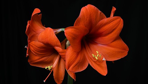 Hippeastrum (Explore 89) | by manni0656