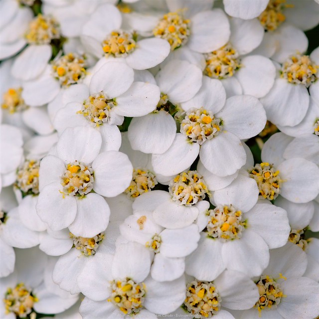 Common Yarrow [Achillea borealis] & Narrow-winged Damselfly