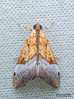 Pearl moth (Sagariphora magnificalis) - P3115168