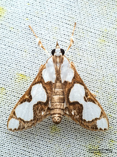 Pearl moth (Cirrhochrista sp.) - P3103903