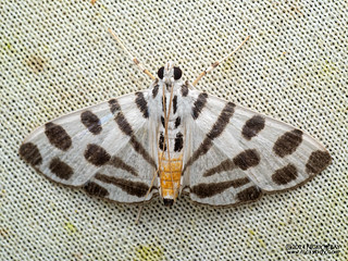 Pearl moth (Pycnarmon jaguaralis) - P3103896