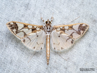 Pearl moth (Polythlipta sp.) - P3102621