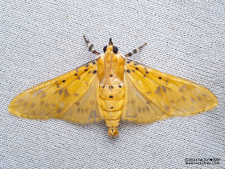 Pearl moth (Pachynoa sp.) - P3092177