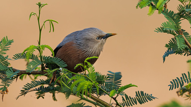 A Chestnut Tailed Starling eyeing an insect / food