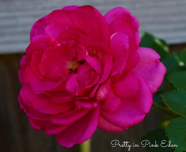 Pretty in Pink Eden - Climbing Rose